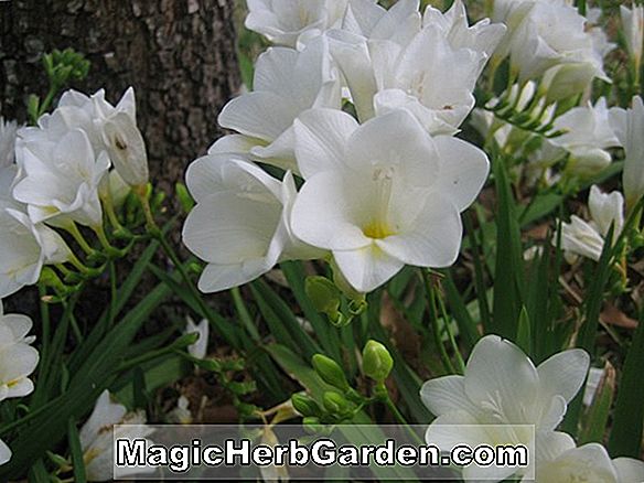 Iris hybrida (Blue Shimmer iris) - #2