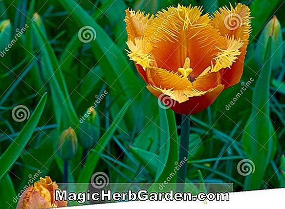 Iris janopica (Variety Crested Iris)