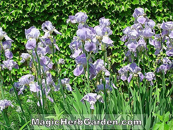 Iris pallida (Iris barbu panaché)