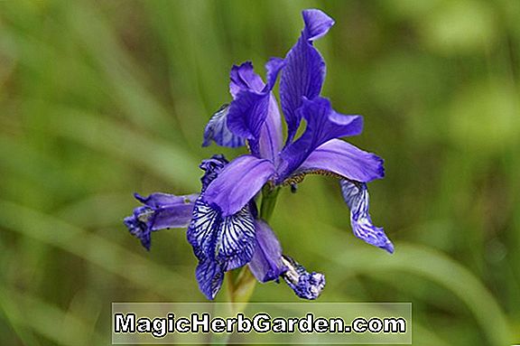 Iris sibirica (iris sibérien à tourbillon blanc)