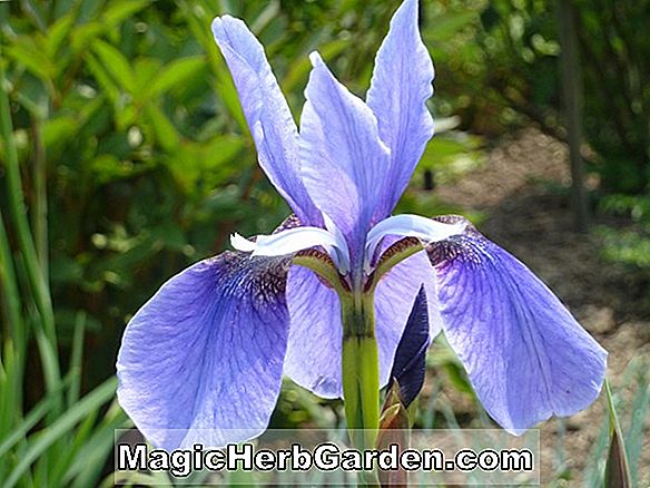 Iris sibirica (Omar-kupa szibériai iris)