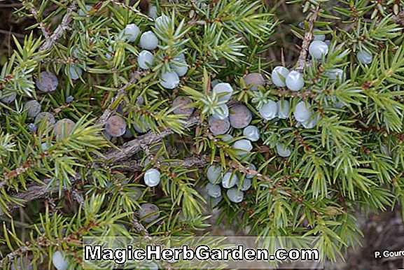 Juniperus chinensis (histoire de genévrier chinois)