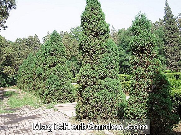 Juniperus chinensis (Genévrier de Chine)