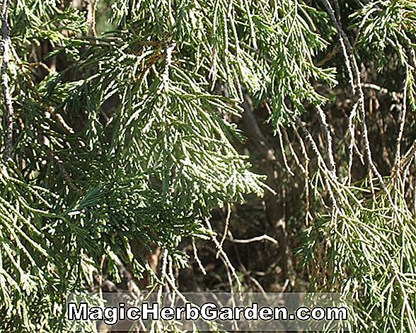 Juniperus chinensis (Iowa Chniese Juniper)