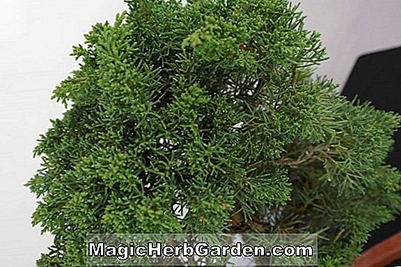 Juniperus chinensis (genévrier chinois d'étoile d'or)