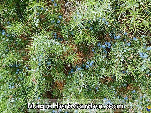 Juniperus communis (genévrier suédois)
