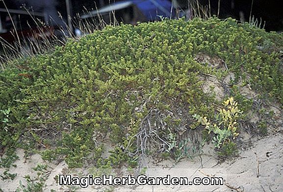 Plantes: Juniperus horizontalis (genévrier rampant bleu d'hiver)
