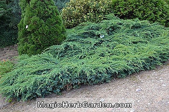 Plantes: Juniperus horizontalis (genévrier rampant bleu de Huntington)