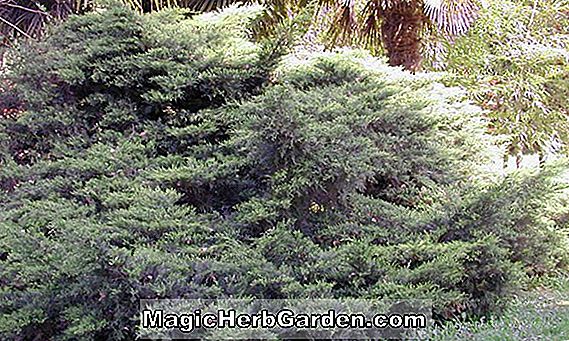 Plantes: Juniperus horizontalis (genévrier rampant Plumosa Compacta)