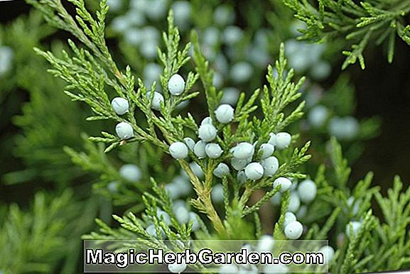 Juniperus scopulorum (genévrier des Rocheuses)