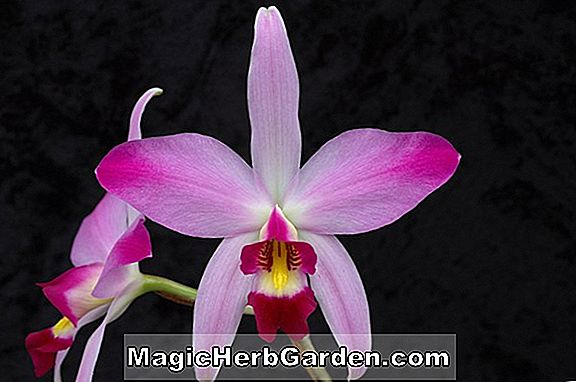 Laelia anceps (Laelia Orchid)