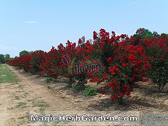 Lagerstroemia indica (Crapemyrtle rouge royal) - #2
