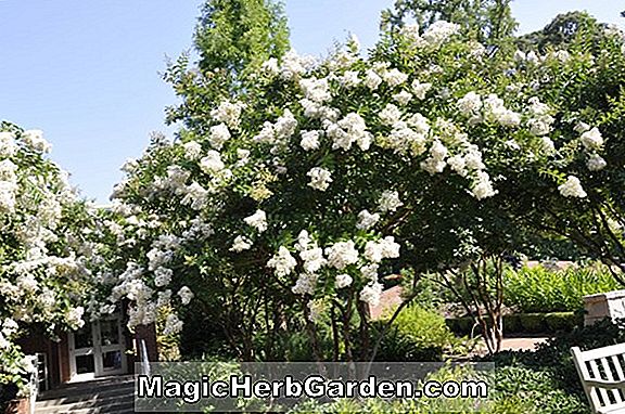 Lagerstroemia indica (Crapemyrtle Rose) - #2
