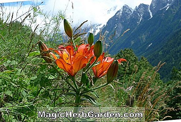 Plantes: Lilium (Paprika Lily)