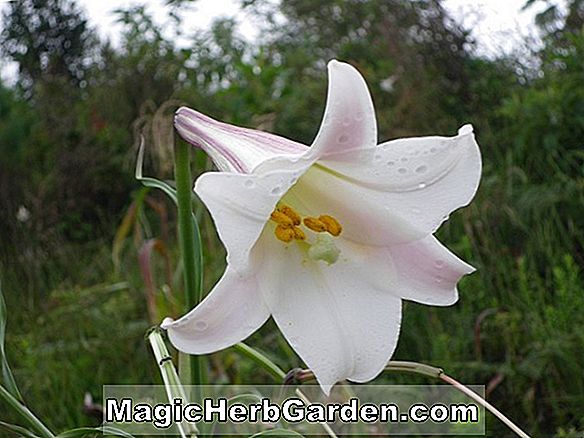 Lilium (Ariadne Lily)