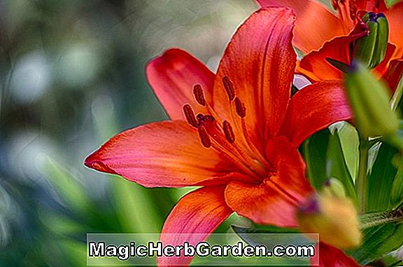 Lilium (Roter Cardinal Lily)