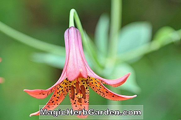 Lilium canadense (Lily de Rubrum)