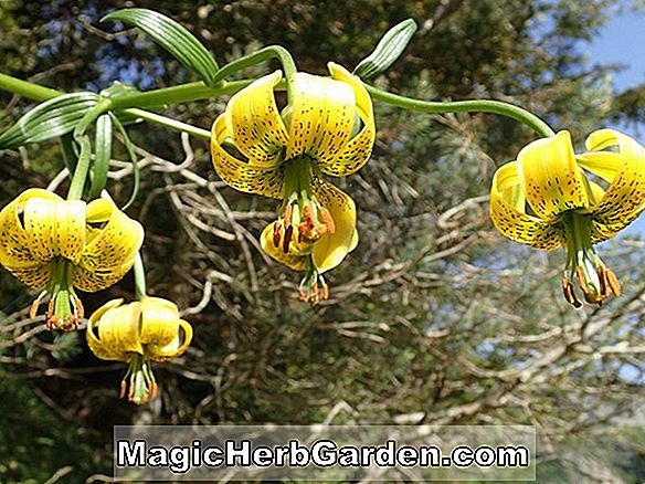 Plantes: Lilium pyrenaicum (lys des Pyrénées)