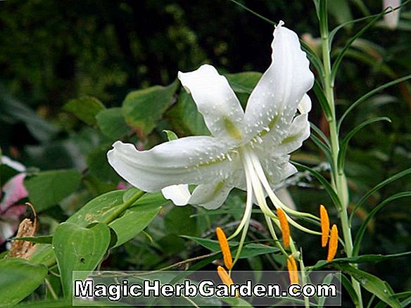 Lilium speciosum (Lily de Rubrum)