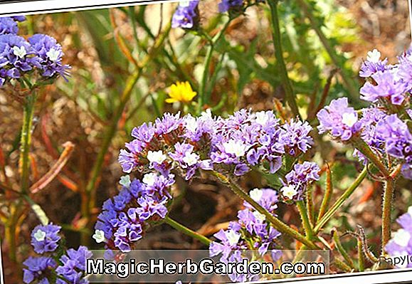 Limonium sinuatum (Statice de la forteresse)