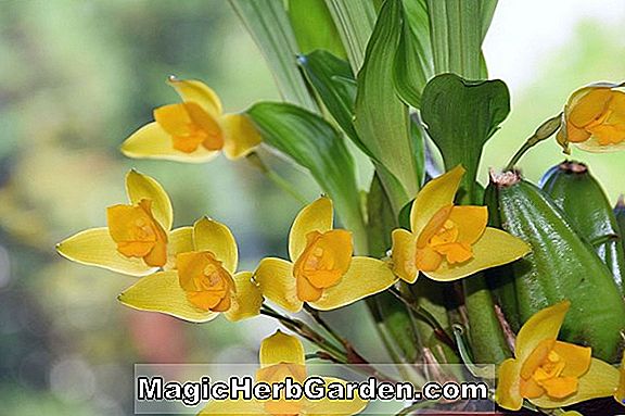 Lycaste cruenta (orchidée Lycaste)