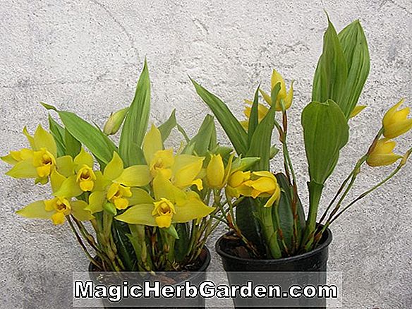 Lycaste deppei (orchidée Lycaste)