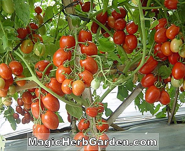 Tumbuh Tanaman Tomat