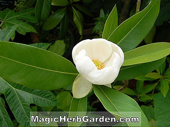 Magnolia brooklynensis (arbre de concombre Evamaria)