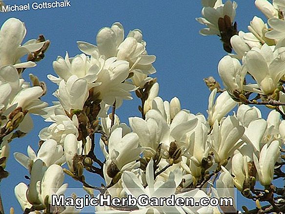 Magnolia campbellii (Magnolia de la princesse Margaret Campbell)