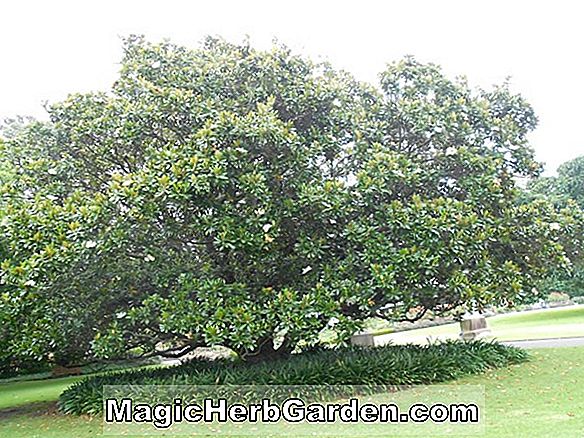 Magnolia grandiflora (Victoria Magnolia)