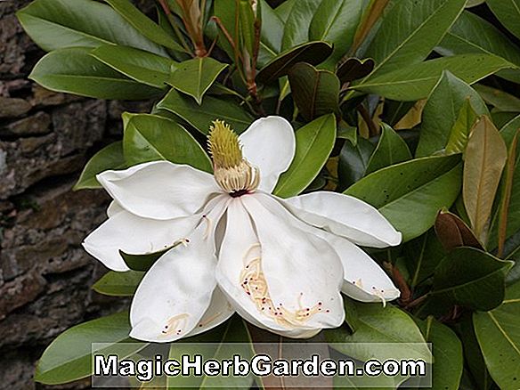 Magnolia grandiflora (Nannetensis Magnolia)