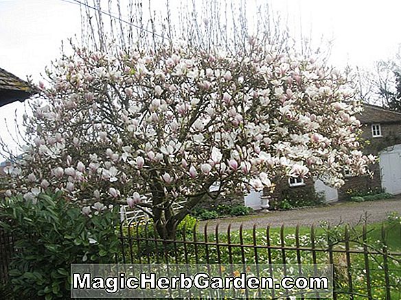 Magnolia lobneri (Magnolia des neiges printanières)