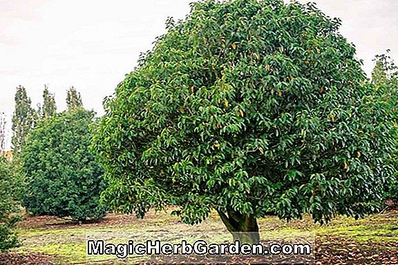 Plantes: Magnolia nana (Magnolia nain)