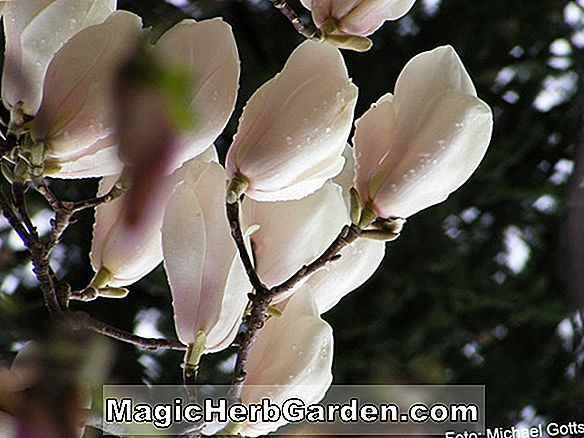 Magnolia sprengeri (Big Dude Magnolia)