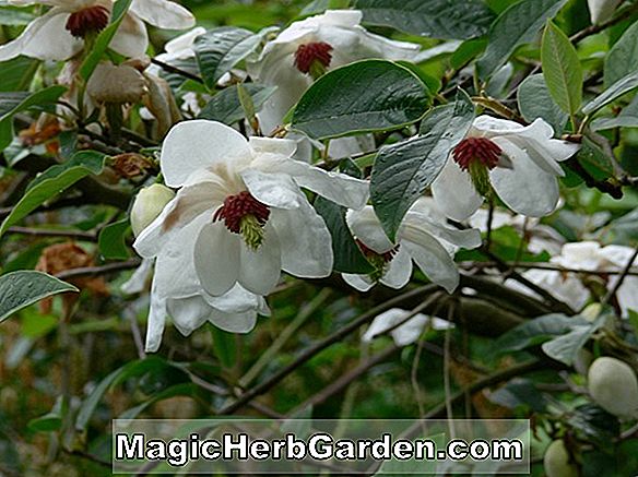 Plantes: Magnolia tripetala (Magnolia de Woodlawn)