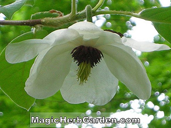 Magnolia wilsonii (Jersey Belle Magnolia)