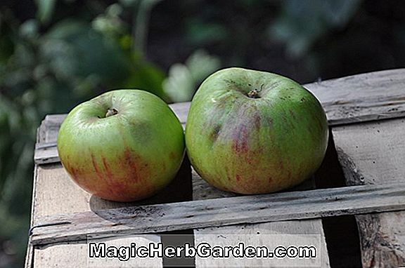 Malus domestica (pomme rouge double McIntosh)