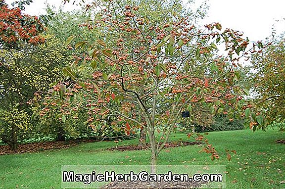 Tumbuhan: Malus domestica (Tydeman's Late Orange Apple)
