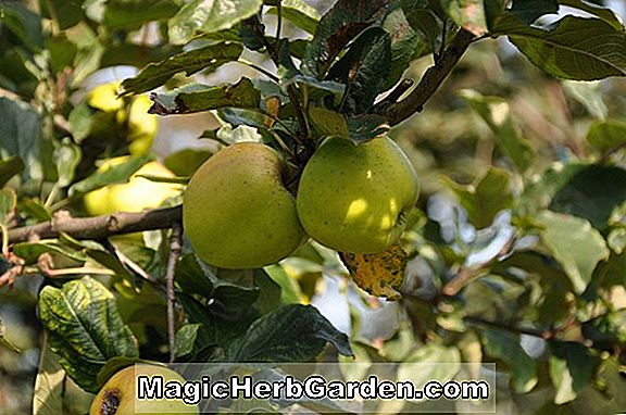 Malus domestica (pomme Golden Nugget)