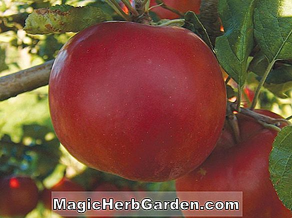 Plantes: Malus domestica (Bailey Sweet Apple)