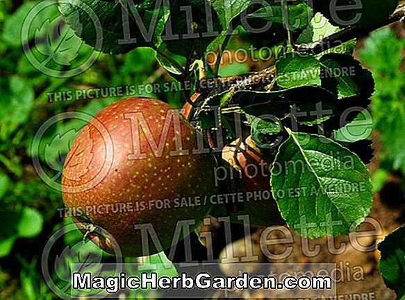 Malus domestica (New Jersey 46 Apple)