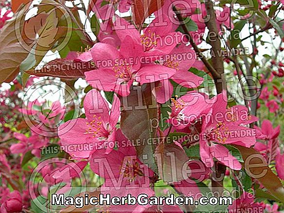 Plantes: Malus hybrida (pommetier à fleurs radiant)