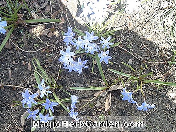 Plantes: Mertensia virginica (Virginie Bluebells)