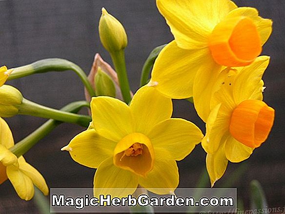 Narcisse (Cazique Narcissus)