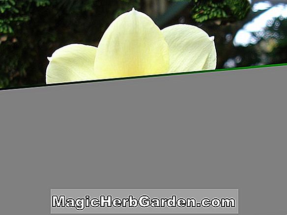 Plantes: Narcisse (Pure Joy Narcisse)