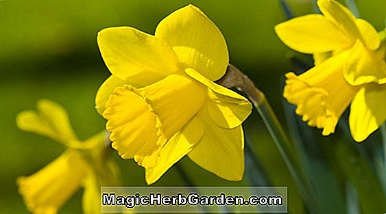 Narcissus cyclamineus (jonquille du soleil de mars)