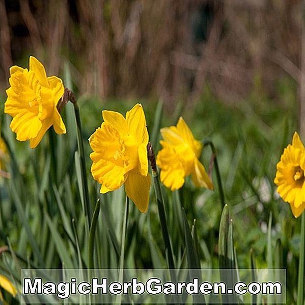 Plantes: Narcissus obvallaris (Narcisse)