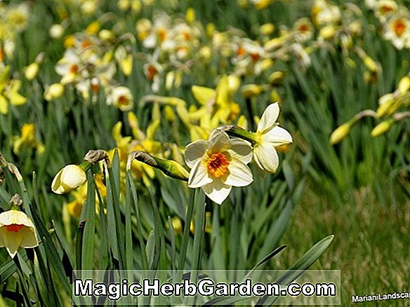 Narcissus tazetta (jonquille à la couronne de mariée)