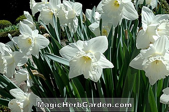 Plantes: Narcisse (jonquille Inglescombe)