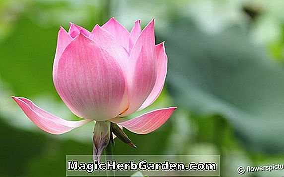 Plantes: Nelumbo nucifera (Lotus Nelumbo)